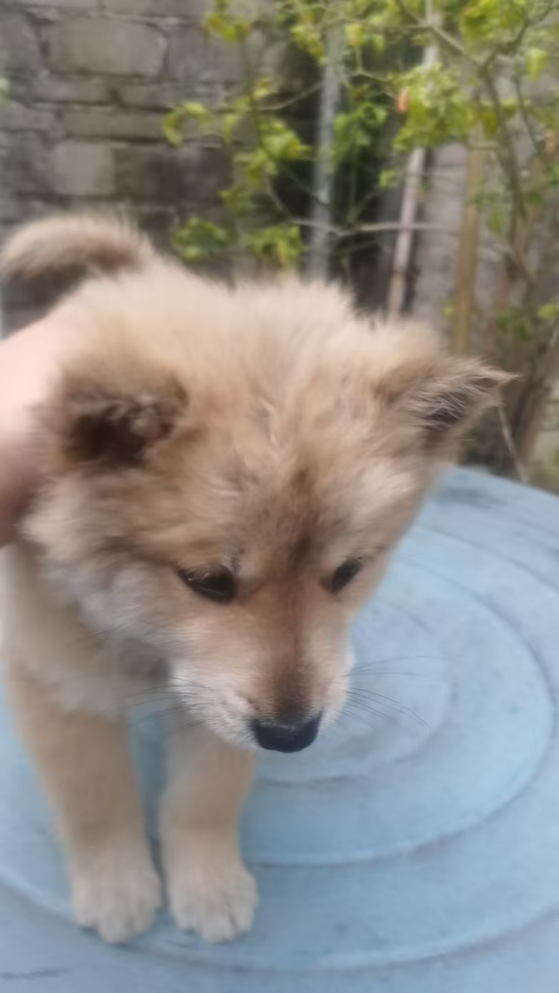 中华田园犬  黄狗白面